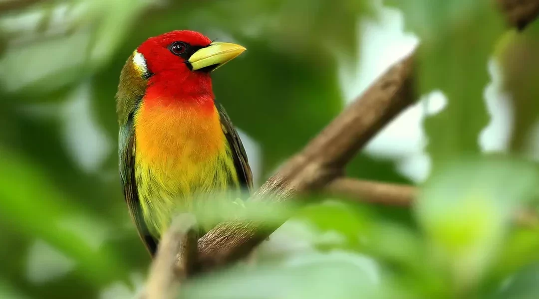 PARQUE ECOLOGICO AVISTAMIENTO DE AVES