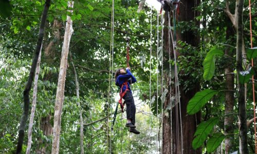 CANOPY