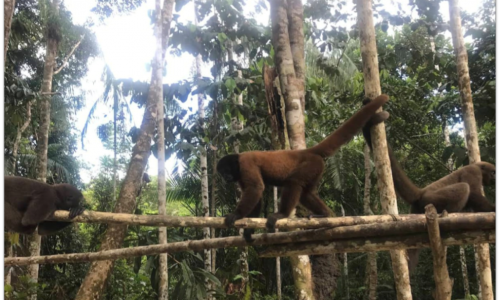MOCAGUA 2