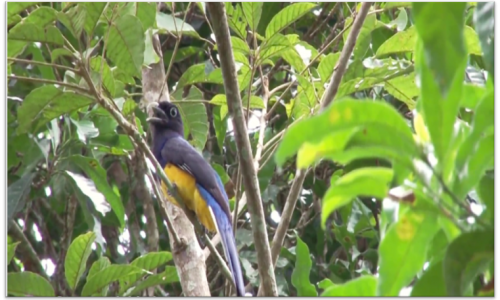 aves