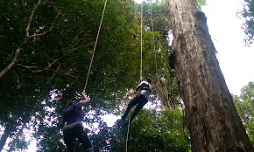 canopy omagua